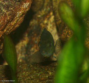 Labidochromis flavigulis